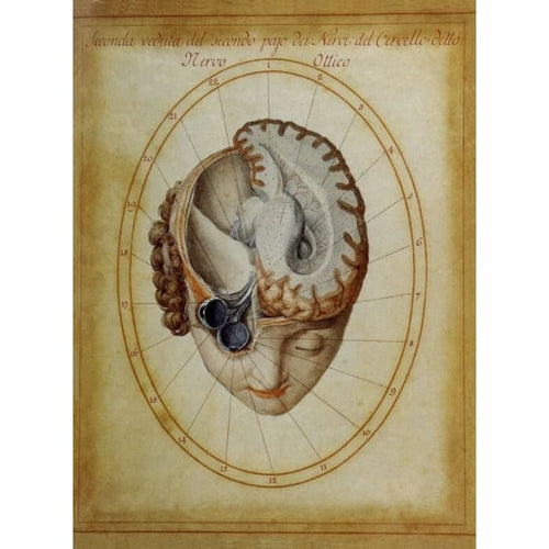 18th Century Italian Ars Medica Illustration Brain & Optic 