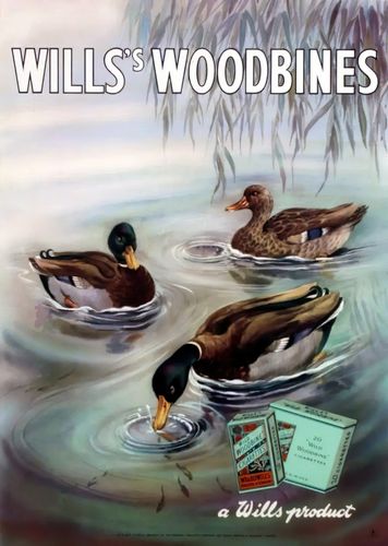 Vintage Wills Woodbines Cigarettes Advertisement Poster A3/A4