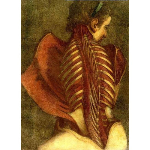 18th C. Antique Ars Medica Medical Illustration The Flayed 