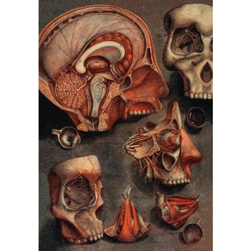 18th C. French Antique Medical Illustration Of Cranio Facial