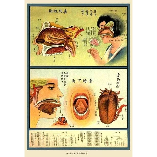 1930’S Chinese Medical Chart Of Ear Nose And Throat Anatomy 