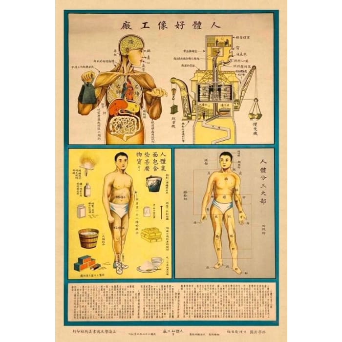 1930’S Chinese Medical Chart Of Human Anatomy Is Like A 