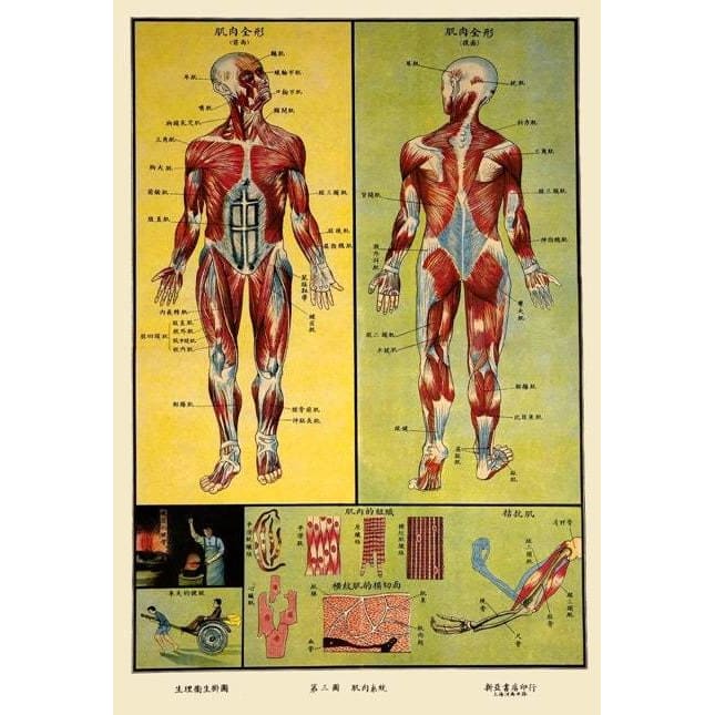 1930’S Chinese Medical Chart Of Muscular Anatomy 