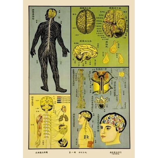 1930’S Chinese Medical Chart Of The Central Nervous System 