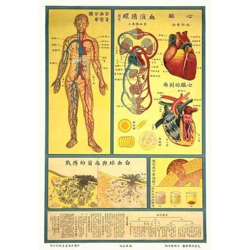 1930’S Chinese Medical Chart Of The Circulatory System & 