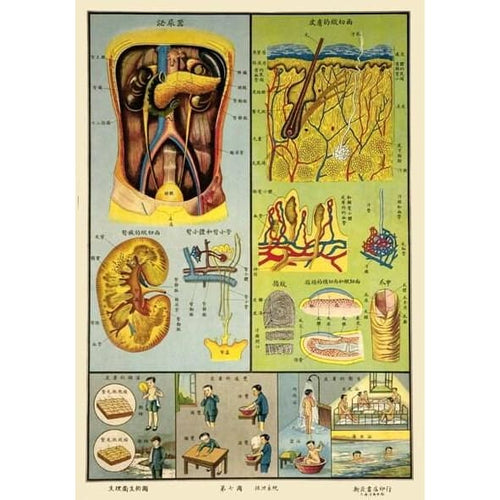 1930’S Chinese Medical Chart Of The Excretory System 