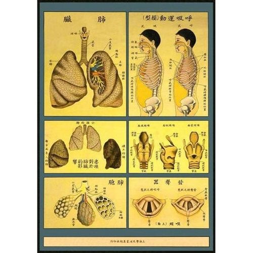 1930’S Chinese Medical Chart Of The Lungs & The Respiratory 