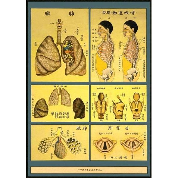 1930’S Chinese Medical Chart Of The Lungs & The Respiratory 