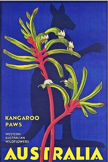 Vintage Western Australia Wildflowers Kangaroo Paws Tourism Poster A3 Print