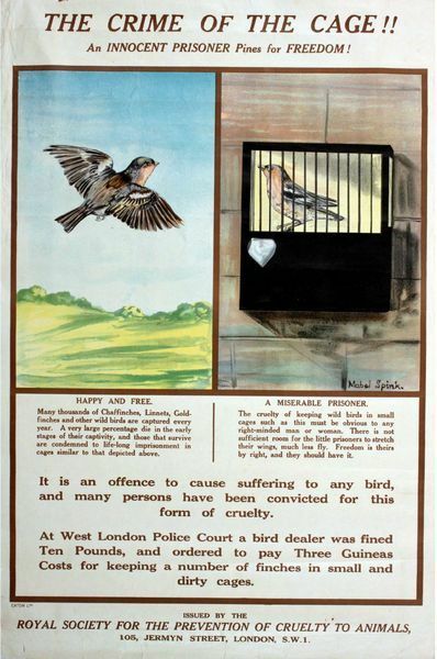 Vintage RSPCA Animal Cruelty Awareness Caged Birds Poster A3 Print