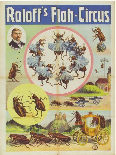 Vintage Victorian German Flea Circus Poster A3  Reprint