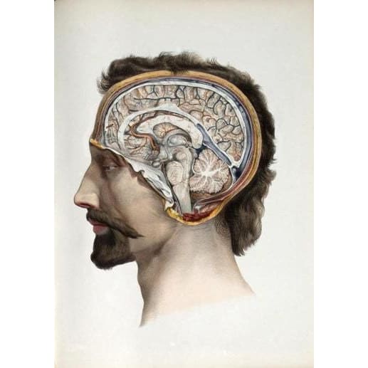 Antique Ars Medica 19th C. Antique Medical Illustration Of 
