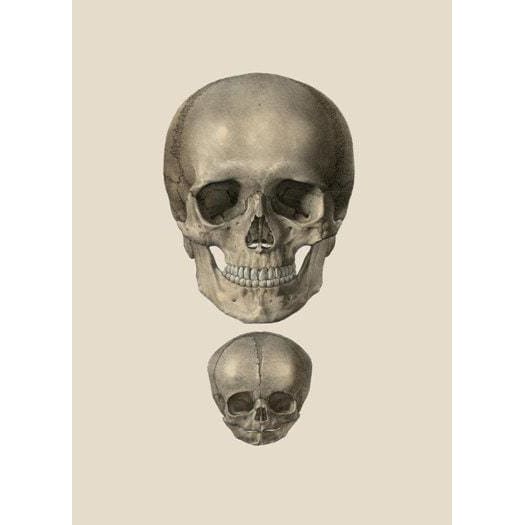 Antique Medical Adult & Infant Skull A3 Poster Re Print - A3