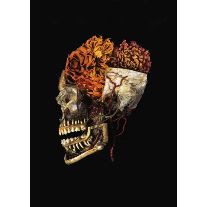 Antique Medical Colour Photograph Of Skull & Dahlias Still 