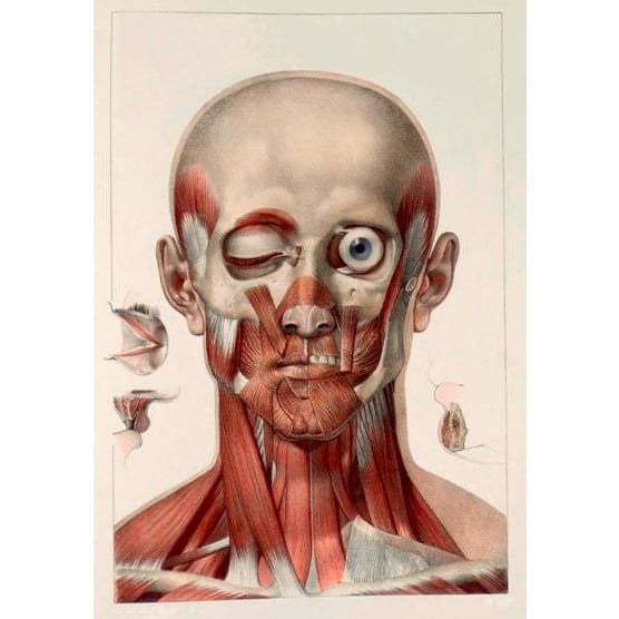 Antique Medical Neck & Facial Muscles Illustration A3 Poster